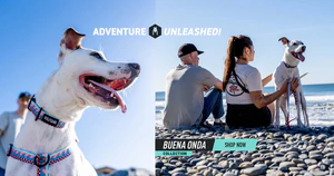 Adventure-Ready Gear for Every Dog